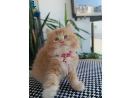 İki aylık erkek kedi