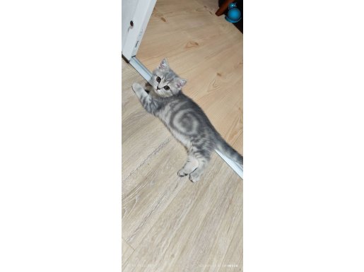 19 Nisan Güzel kızımız British tabby silver yuvasına gidiyor