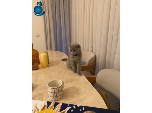4 Aylık Scottish Fold Erkek Yavru- Ücretsiz Sahiplendirme