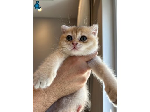 Scottish Fold (SFS) Ny 11 Sevgi Dolu Yuvamı Arıyorum 