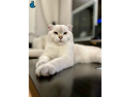 Scottish Fold Ay 11 33 Sevgi Dolu Yuvamı Arıyorum