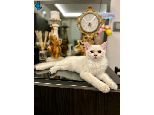 Scottish Straight Ay 11 33 Sevgi Dolu Yuvamı Arıyorum