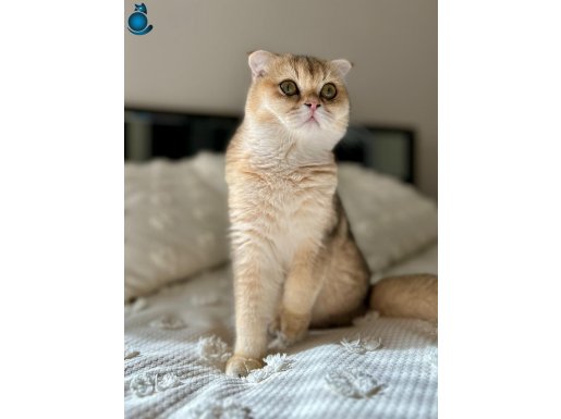 Scottish Fold NY 11 Sevgi Dolu Yuvamı Arıyorum