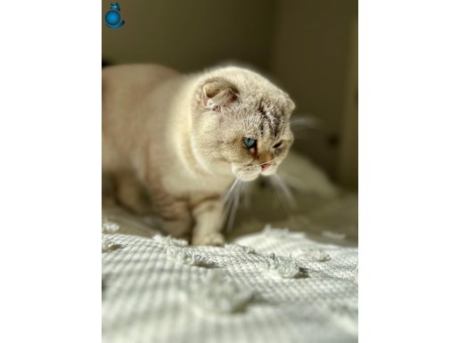 Scottish Fold By 21 33 Sevgi Dolu Yuvamı Arıyorum