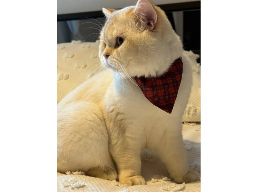 Scottish Straight Ay 11 33 Sevgi Dolu Yuvamı Arıyorum