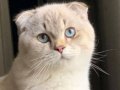 Scottish Fold Ay 21 33 Sevgi Dolu Yuvamı Arıyorum