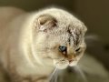 Scottish Fold By 21 33 Sevgi Dolu Yuvamı Arıyorum