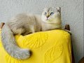 Scottish Fold By 11 33 Sevgi Dolu Yuvamı Arıyorum