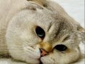 Scottish Fold By 11 33 Sevgi Dolu Yuvamı Arıyorum