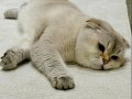 Scottish Fold By 11 33 Sevgi Dolu Yuvamı Arıyorum