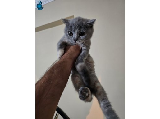 3 aylık Luna