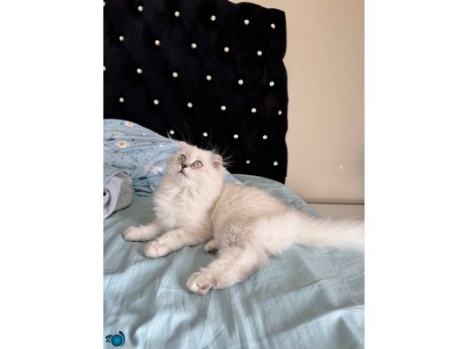 Scottish Fold mix british longhair
