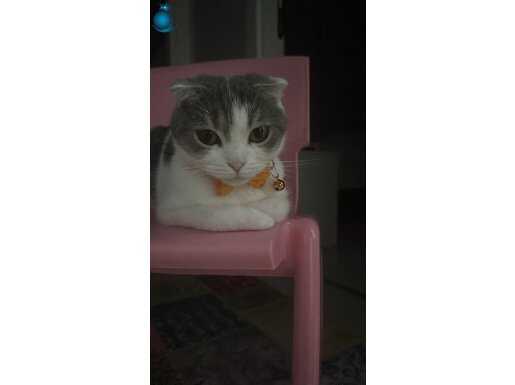 Scottish fold ücretsiz
