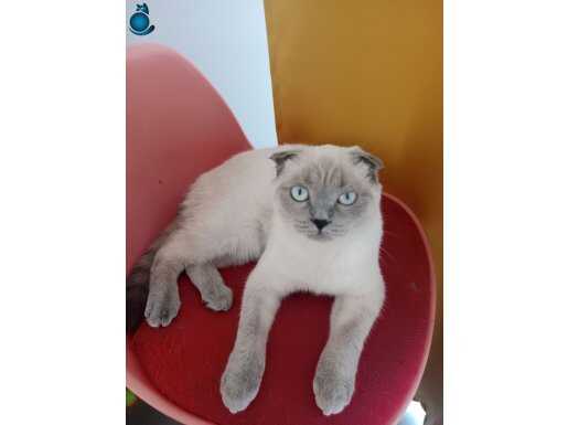 6 aylık scottish fold dişi 