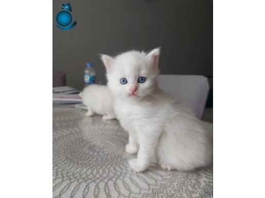 BRİTİSH LONGHAİR YAVRULARIMIZ