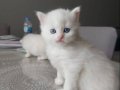 BRİTİSH LONGHAİR YAVRULARIMIZ