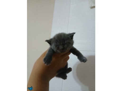 1 aylık yavru british shorthair