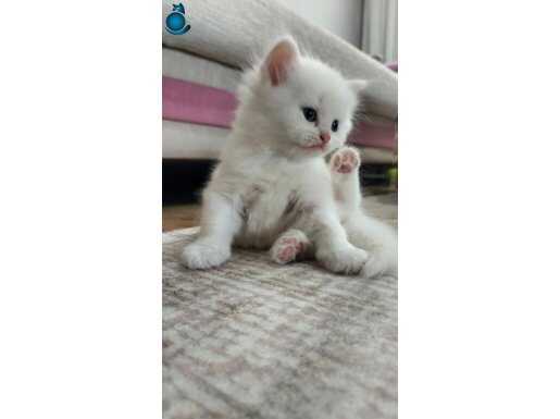 BRİTİSH VE SCOTTİSH YAVRU KEDİLER GRİ/BEYAZ KARIŞIK