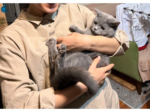 Uysal ve sağlık British Shorthaire ömürlük yuva aranıyor