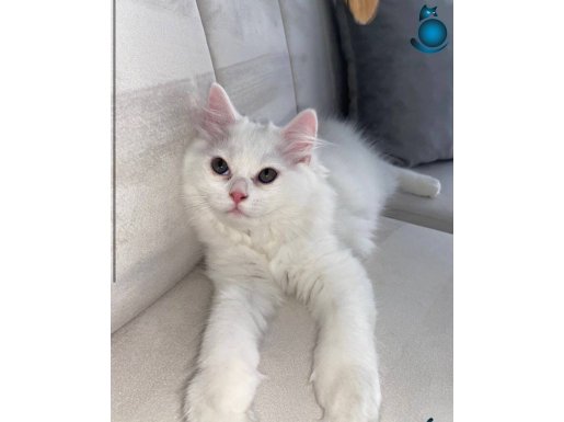 Yavru kedi 3 aylık