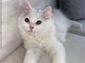 Yavru kedi 3 aylık