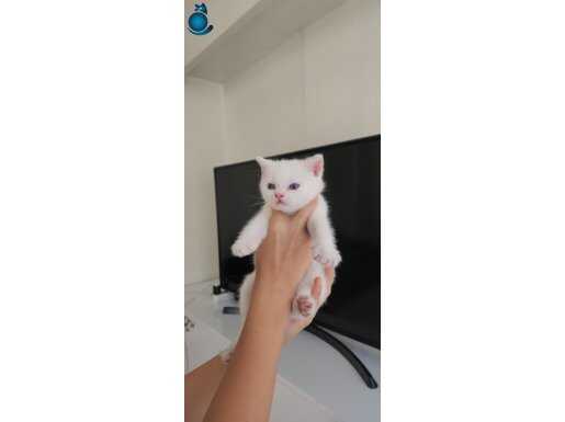 Özel safkan Britishshorthair blue point erkek yavrumuz