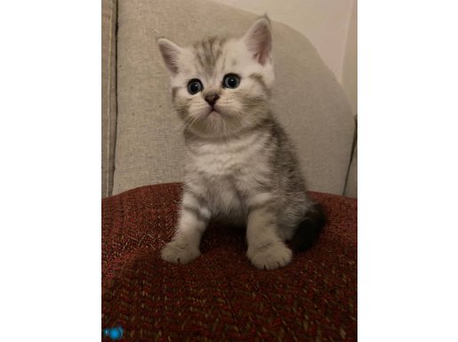 2 AYLIK BRİTİSH SORTHAİR SİLVER ERKEK