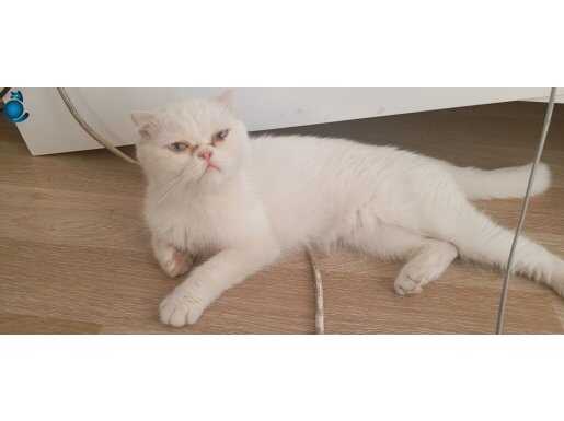 Bembeyaz pamuk