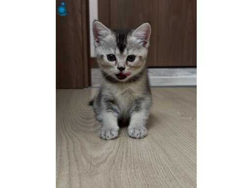 2 AYLIK SCOTTİSH FOLD KEDILER