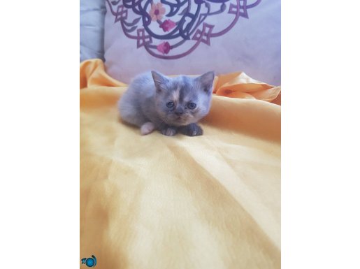 tatlı minik yavrumuza iyi bir sahip ariyoruz