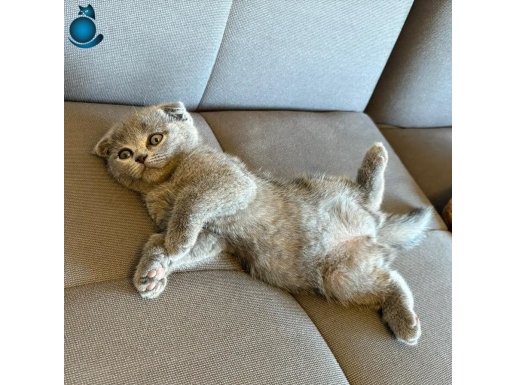 2 aylık eşyalı aşılı dişi yavru
