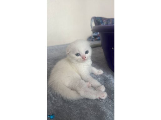 kedi 