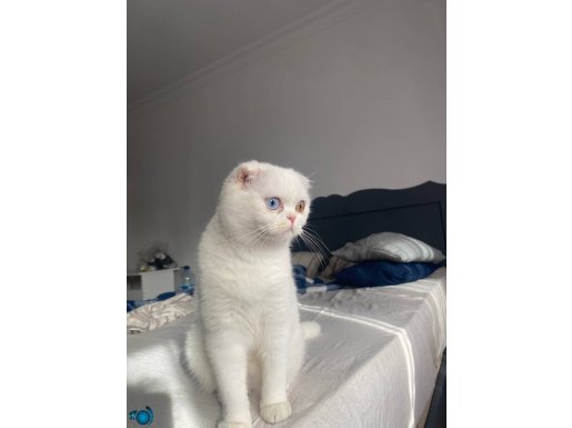 Aşırı uysal ilgi isteyen bir kedi 