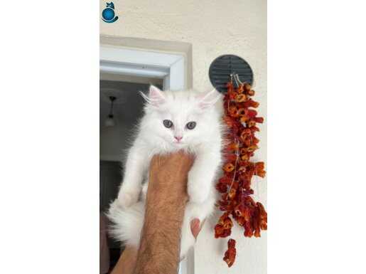 oyuncu oğlumuz