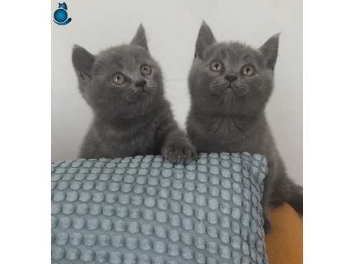 Minik Aristokrat Yuva Arıyor: Safkan British Shorthair 2aylk