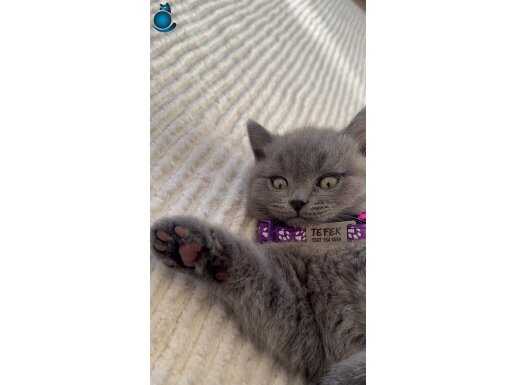 2 aylık yavru british shorthair eğitimi tamamlandı 