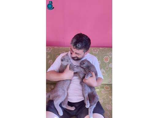 British Shorthair Dişi Kediler
