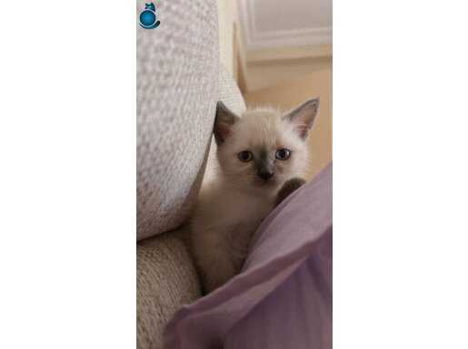 2 Aylık British Shorthair 