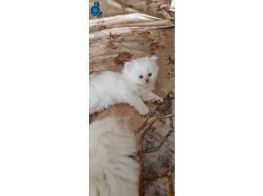 5 adet yavru kedi 