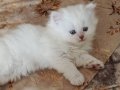 5 adet yavru kedi 
