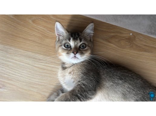 Black golden british shorthair