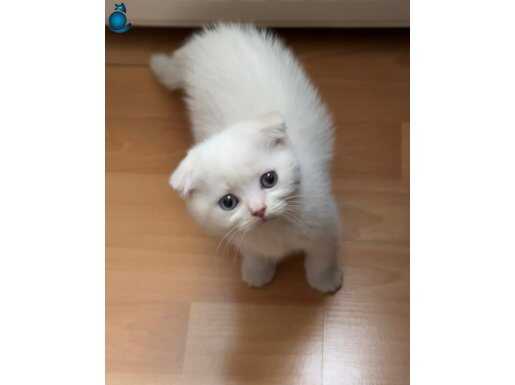 2 aylık scottish fold yavru dişi kedi