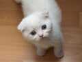 2 aylık scottish fold yavru dişi kedi