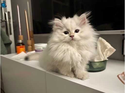 Secereli Golden Black Anne Babadan Beyaz İnci