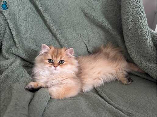 Golden Black Dişi Yavru