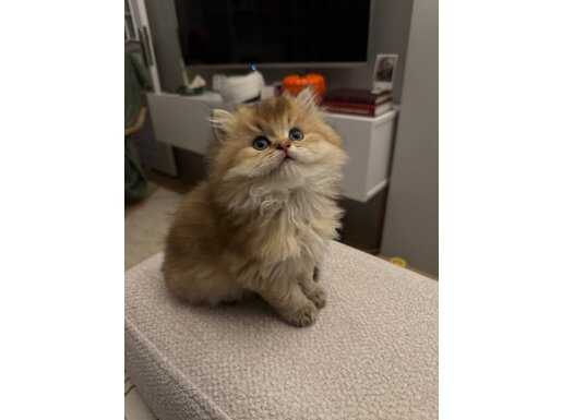 Secereli Golden Black Anne Babadan Süper Yavru