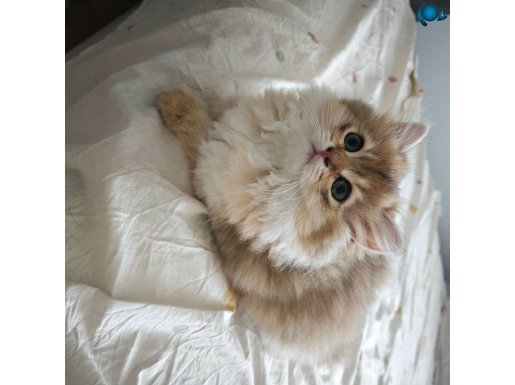 British LongHair Golden Black Dişi Yavrular