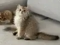 Golden Black Safkan Erkek Yavrular