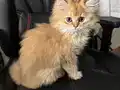 Golden Black Erkek Kardeşler