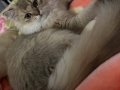 Sevecen Golden Black British Longhair küllü erkek yavru